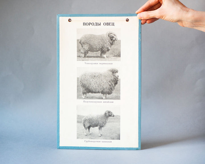 Wall hanging wool products framed raw materials. Soviet students textile schools examples for study. Sheep breeds print 1964 authentic box