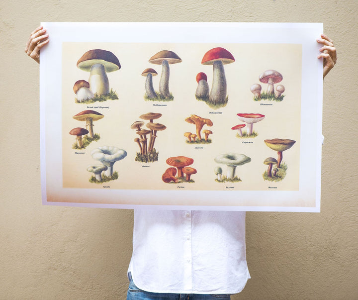 Vintage style mushrooms poster, Russian edible wild mushrooms, wild mushrooms print, botanical wall art, print 4 sizes, old skool print