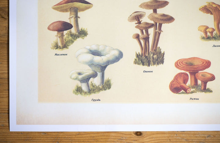 Vintage style mushrooms poster, Russian edible wild mushrooms, wild mushrooms print, botanical wall art, print 4 sizes, old skool print