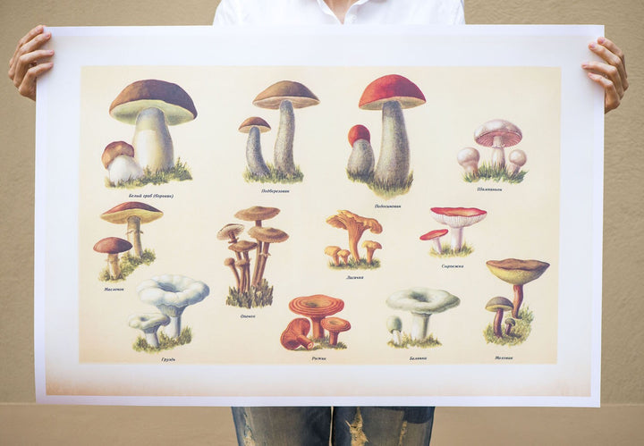 Vintage style mushrooms poster, Russian edible wild mushrooms, wild mushrooms print, botanical wall art, print 4 sizes, old skool print